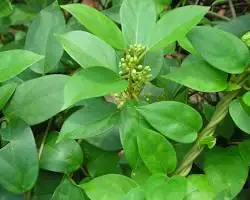 RegenVive ingredient Gymnema Sylvestre