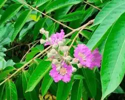 RegenVive ingredient Banaba Leaf