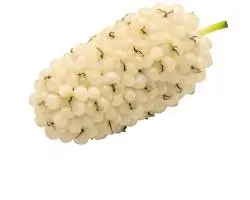 RegenVive ingredient White Mulberry